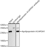 ApoA1 Antibody in Immunoprecipitation (IP)