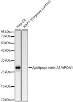 ApoA1 Antibody in Western Blot (WB)