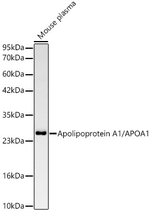 ApoA1 Antibody in Western Blot (WB)