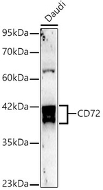 CD72 Antibody in Western Blot (WB)