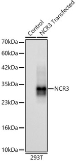 NKp30 Antibody in Western Blot (WB)