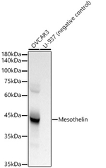 Mesothelin Antibody in Western Blot (WB)