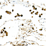 STING Antibody in Immunohistochemistry (Paraffin) (IHC (P))