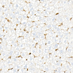 STING Antibody in Immunohistochemistry (Paraffin) (IHC (P))