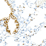 STING Antibody in Immunohistochemistry (Paraffin) (IHC (P))