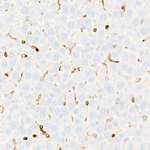 STING Antibody in Immunohistochemistry (Paraffin) (IHC (P))