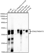 STING Antibody in Western Blot (WB)