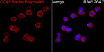 CD45 Recombinant Rabbit Monoclonal Antibody (9I6L7)