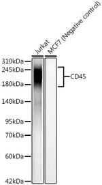 CD45 Antibody in Western Blot (WB)