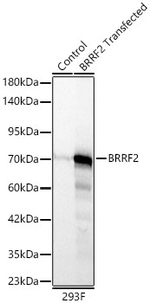 Epstein Barr Virus BRRF2 Recombinant Rabbit Monoclonal Antibody (5I6B9)