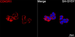 p35 Recombinant Rabbit Monoclonal Antibody (7W7I9)