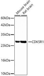p35 Antibody in Western Blot (WB)