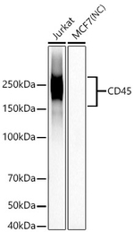 CD45 Antibody in Western Blot (WB)