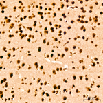 MECP2 Antibody in Immunohistochemistry (Paraffin) (IHC (P))