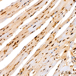 MECP2 Antibody in Immunohistochemistry (Paraffin) (IHC (P))