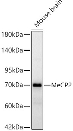 MECP2 Antibody in Western Blot (WB)