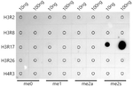 H3R17me2s Antibody in Dot Blot (DB)