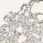 H3R17me2s Antibody in Immunohistochemistry (Paraffin) (IHC (P))