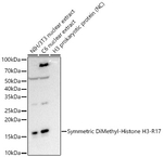 H3R17me2s Antibody in Western Blot (WB)