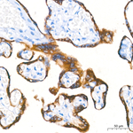 Luteinizing Hormone Antibody in Immunohistochemistry (Paraffin) (IHC (P))