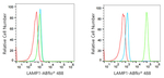 LAMP1 Antibody in Flow Cytometry (Flow)