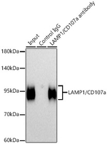 LAMP1 Antibody in Immunoprecipitation (IP)