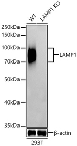 LAMP1 Antibody in Western Blot (WB)