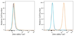 CD261 (DR4) Recombinant Rabbit Monoclonal Antibody (0H9D6)