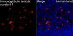 Lambda Light Chain Recombinant Rabbit Monoclonal Antibody (7N3W4)