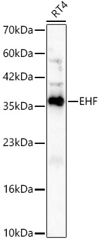 EHF Recombinant Rabbit Monoclonal Antibody (5N7I9)
