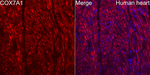 COX7A1 Antibody in Immunohistochemistry (Paraffin) (IHC (P))