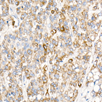 COX7A1 Antibody in Immunohistochemistry (Paraffin) (IHC (P))