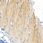 COX7A1 Recombinant Rabbit Monoclonal Antibody (7E5P10)