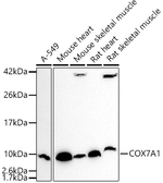 COX7A1 Antibody in Western Blot (WB)