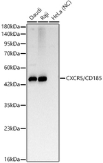 CD185 (CXCR5) Antibody in Western Blot (WB)