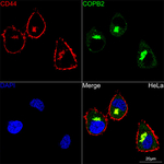CD44 Recombinant Rabbit Monoclonal Antibody (0X6T9)