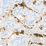 CD44 Antibody in Immunohistochemistry (Paraffin) (IHC (P))