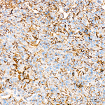 CD44 Antibody in Immunohistochemistry (Paraffin) (IHC (P))