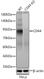 CD44 Antibody in Western Blot (WB)