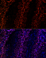 RBBP5 Antibody in Immunohistochemistry (Paraffin) (IHC (P))