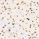 RBBP5 Antibody in Immunohistochemistry (Paraffin) (IHC (P))