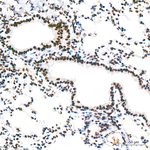 RBBP5 Antibody in Immunohistochemistry (Paraffin) (IHC (P))