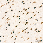RBBP5 Antibody in Immunohistochemistry (Paraffin) (IHC (P))