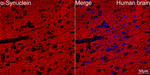 alpha Synuclein Antibody in Immunohistochemistry (Paraffin) (IHC (P))
