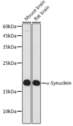 alpha Synuclein Antibody in Western Blot (WB)