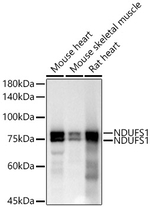 NDUFS1 Antibody in Western Blot (WB)