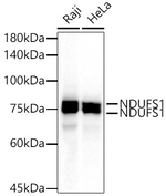 NDUFS1 Antibody in Western Blot (WB)