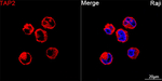 TAP2 Antibody in Immunocytochemistry (ICC/IF)
