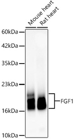 FGF1 Antibody in Western Blot (WB)