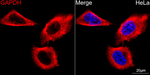 GAPDH Recombinant Rabbit Monoclonal Antibody (5P1I9)
